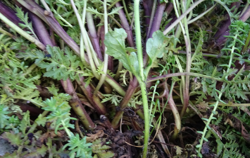 Scrophularia canina - Scrophulariaceae